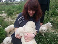 abruzzese shepherd dog puppies